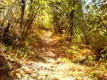 Bois de Blachemard