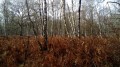 Bois de bouleaux Bois de bouleaux