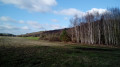 Bois de bouleaux