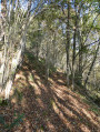 Bois de Buis