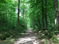Bois de Farvaques