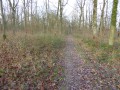Bois de Feucherolles