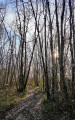Bois de Gradille