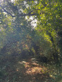 Bois de la Boulaie