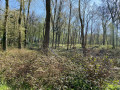 Bois de la Lande