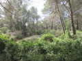 Mont Gibaou, Bois de la Marcouline