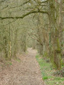 Bois de la Marnière
