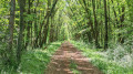 Bois de la Sœur.
