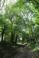 Bois de la Taille du Plessis