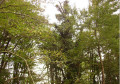 Bois de Marquinaux