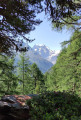 larch woods