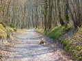 Bois de Misery