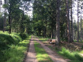 Boucle en forêt au départ d'Herbiester