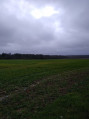 bois de Mont
