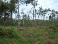 Bois de pins maritines Bois de pins maritines