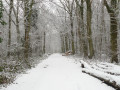 Bois des Fontaines