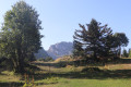 Bois des Suifs