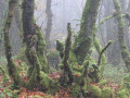 Bois du duc