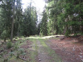 Bois du Falcon