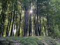 Bois du Hautmont