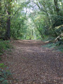 Bois du Névet