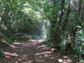 Bois du Névet