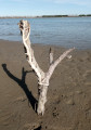 Bois flotté