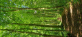 Bois Plant&eacute; &agrave; Bois-Seigneur-Isaac