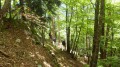 Bois St Bruno