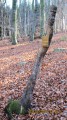 Découvrir les hêtraies sur la commune de Pavezin Découvrir les hêtraies sur la commune de Pavezin