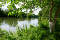 Bord de Charente