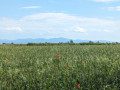 Champ et coquelicots