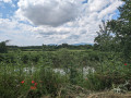 Bord sauvage de l'Ill