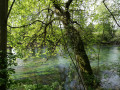 Bords du Loiret vers la Pointe de Courpain