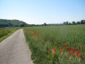 Coqulicots en bordure de route