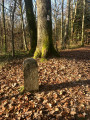 Borne dans la forêt