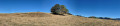 Bosquet ... Bosquet ...