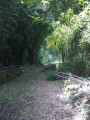 Bosquet de bambous au pied de "La marseillaise"