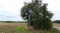 La Croix des Friches et la Forêt de la Tour du Lay