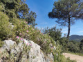 Boucle de Roquefort à la Petite-Sainte-Baume