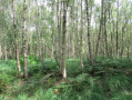 Bouleaux dans la For&ecirc;t domaniale de Notre-Dame