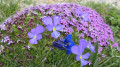 Bouquet montagnard