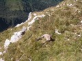 Bouquetin à la Dent d'Oche Bouquetin à la Dent d'Oche