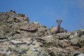 Bouquetin au Col du Neyrard