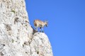 Le Grand Veymont von Gresse-en-Vercors aus
