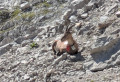 Bouquetin Col de Balafrasse