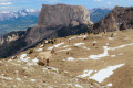 Bouquetin devant le mont aiguille