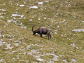 Le sentier des lacs d'Allos