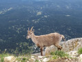 Bouquetin (?) observé au Grand Veymont