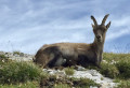 Le Grand Veymont Le Grand Veymont